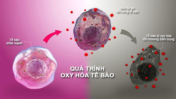 <p style="text-align: center;"><strong>Chống oxy hóa</strong></p>
